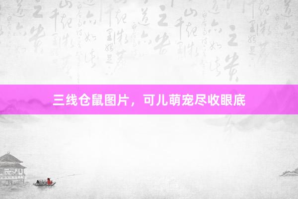 三线仓鼠图片，可儿萌宠尽收眼底